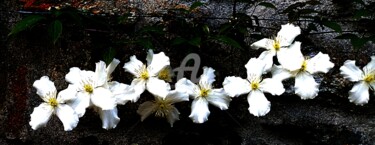 Photographie intitulée "Clématites blanches" par Anne D'Orion, Œuvre d'art originale