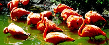 Photographie intitulée "L'étang aux flamand…" par Anne D'Orion, Œuvre d'art originale