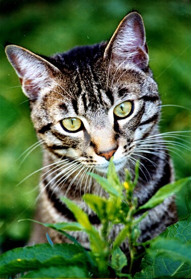 Que c'est curieux ... un chat