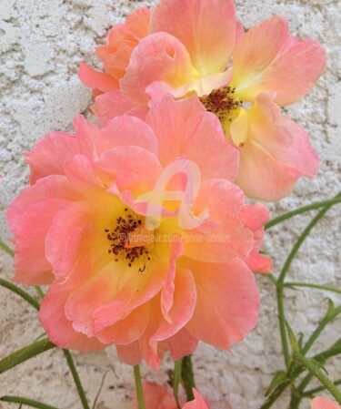 Rose, pastel naturel