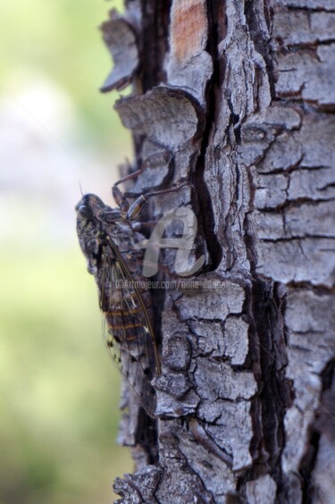 Camouflage