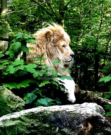 Le lion blanc de Beauval
