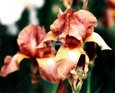 Iris mon amour