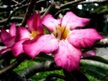 Fleur d'Asie