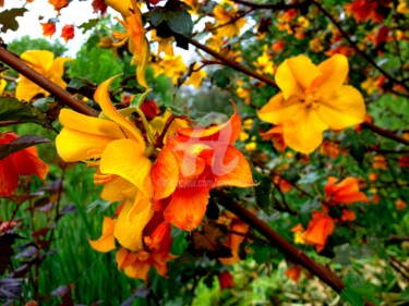 Fleurs d'été aux couleurs automnales