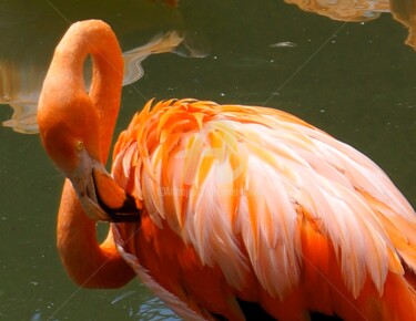 Plumage de flamand rose
