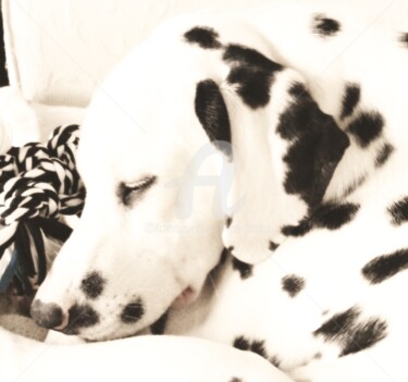 Rêve de dalmatien
