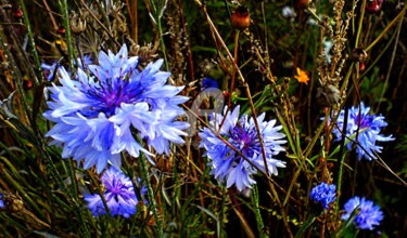 Bleus sauvages