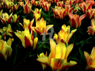 Tulipes, magie des couleurs