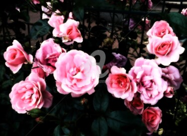 Photographie intitulée "Haie de roses roses" par Anne D'Orion, Œuvre d'art originale