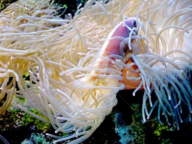Photographie intitulée "Poisson de récif" par Anne D'Orion, Œuvre d'art originale
