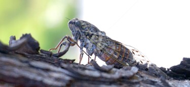 Camouflage de cigale