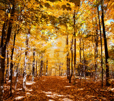 Photography titled "gold-panorama.jpg" by Benjamin, Original Artwork