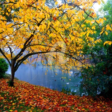 L'automne au bord de l'eau