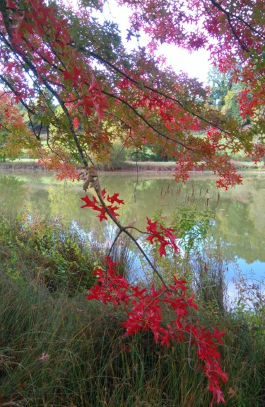 Quercy Flamboyant 3