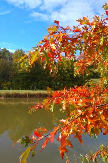 Quercy Flamboyant 4