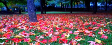 Photographie intitulée "Parterre de feuille…" par Anne D'Orion, Œuvre d'art originale