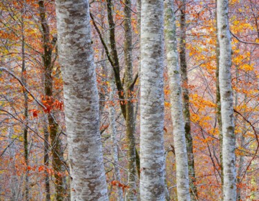 Photography titled "Couleur D'automne..…" by Philippe Berthier, Original Artwork, Digital Photography