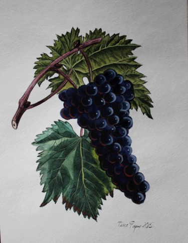 Grapes Peinture intitulée "Grapes" par Tanya Firn, Œuvre d'art originale, Aquarelle
