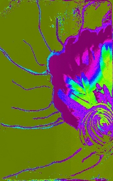 Arts numériques intitulée "fleur-araignee" par Mysane, Œuvre d'art originale, Photo montage