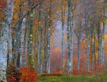Photography titled "Arc en Bois........…" by Philippe Berthier, Original Artwork, Digital Photography