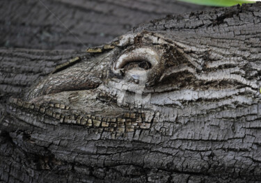 Photography titled "L'oeil du croco" by Pierre Boillon, Original Artwork, Digital Photography Mounted on Aluminium