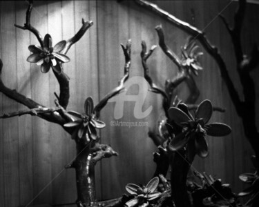 Photographie intitulée "La rumeur" par Pascaline, Œuvre d'art originale, Photographie argentique
