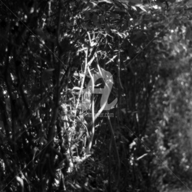 Photographie intitulée "10001981000-tif.jpg" par Pascaline, Œuvre d'art originale