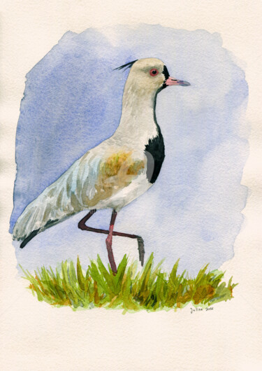 Peinture intitulée "Quero-quero" par Julien Cachemaille, Œuvre d'art originale, Aquarelle