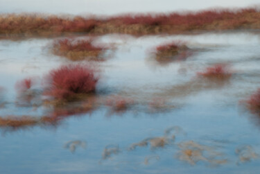 Parc ornithologique du Teich.jpg Fotografia zatytułowany „Parc ornithologique…” autorstwa Olive, Oryginalna praca, Fotografia cyfrowa