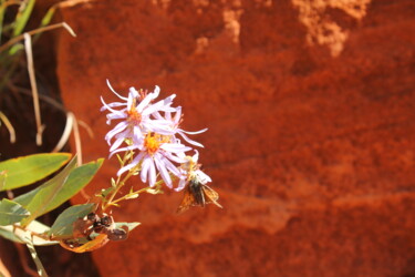 Photography titled "Marsh Aster" by Elke Matthaeus, Original Artwork