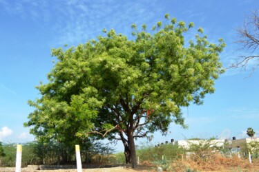 Mère de l’arbre Neem bien-aimée