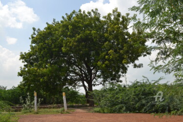 Beloved Neem Tree Mother