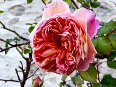 Photographie intitulée "Rose d'hiver 1" par Jean Paul Rosso, Œuvre d'art originale