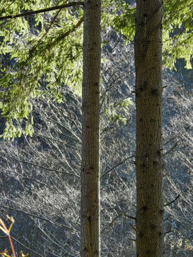 Photographie intitulée "Lumières d'hiver." par Alain Brasseur, Œuvre d'art originale