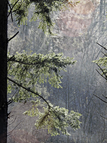 Photographie intitulée "Dans la foret ensol…" par Alain Brasseur, Œuvre d'art originale