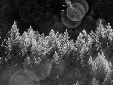 Photographie intitulée "Dans la foret ensol…" par Alain Brasseur, Œuvre d'art originale