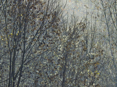 Photographie intitulée "Dans la foret ensol…" par Alain Brasseur, Œuvre d'art originale