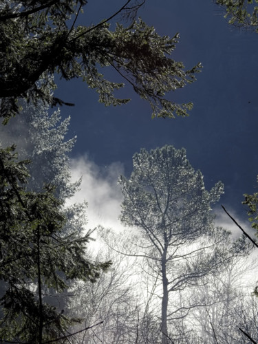 Photographie intitulée "Dans la forêt ensol…" par Alain Brasseur, Œuvre d'art originale