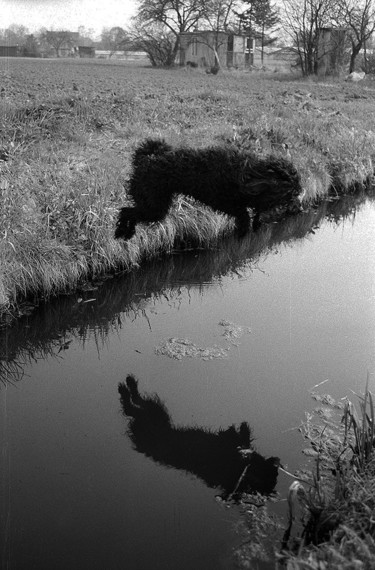 Fotografie mit dem Titel "Our flying dog "Jul…" von Heinz Baade, Original-Kunstwerk