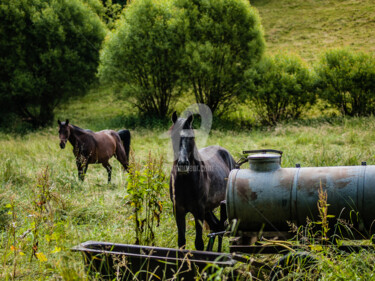 Photography titled "ATTENTION" by Jb Photoart, Original Artwork