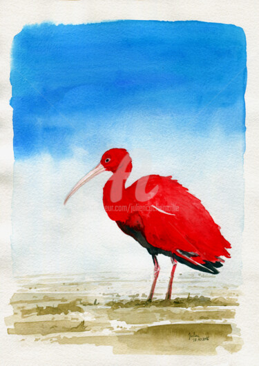 Peinture intitulée "Guará vermelho" par Julien Cachemaille, Œuvre d'art originale, Aquarelle
