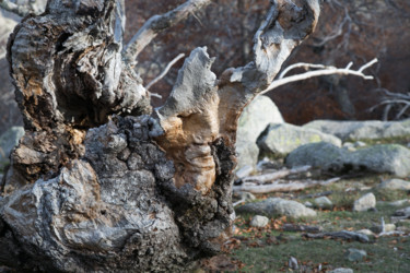 Photographie intitulée "Le dormeur de souche" par Isabelle Pautrot, Œuvre d'art originale