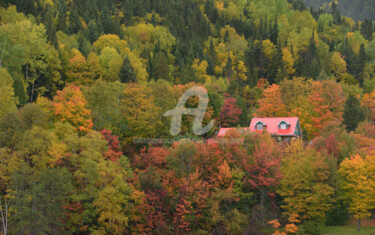 LA MAISON DANS LES ARBRES