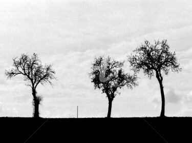 제목이 "LES 3 ARBRES"인 사진 Jean-Marc Philippe (Jimpy)로, 원작, 아날로그 사진