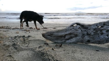 Photographie intitulée "L'alligator des pla…" par Isabelle Pautrot, Œuvre d'art originale