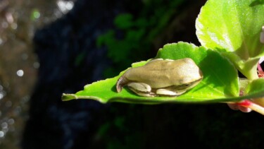 「Young Frog」というタイトルの写真撮影 Luiz Pantaleão (Panta)によって, オリジナルのアートワーク