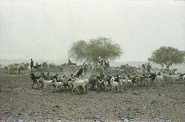 Bêtes au puits dans le desert