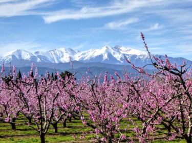 Photographie intitulée "Pêchers1" par Jean Paul Rosso, Œuvre d'art originale