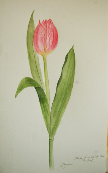 Painting titled "tulipe botanique ro…" by Patricia Giroldini Hyvernat, Original Artwork, Watercolor